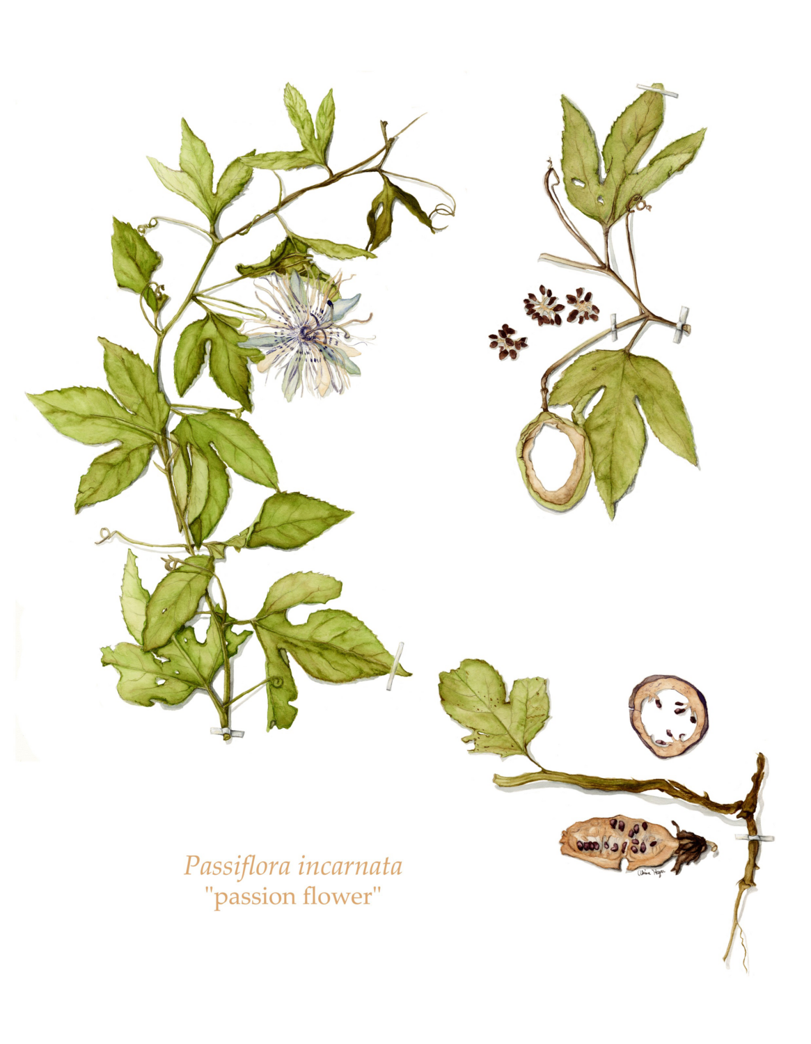Herbarium