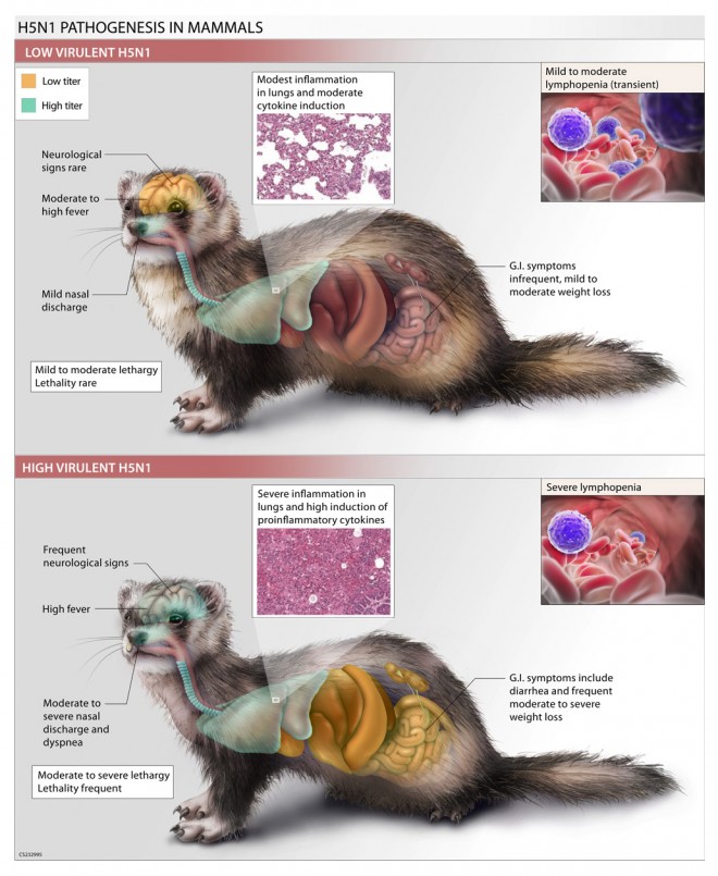 H5N1 Pathogenesis in Mammals